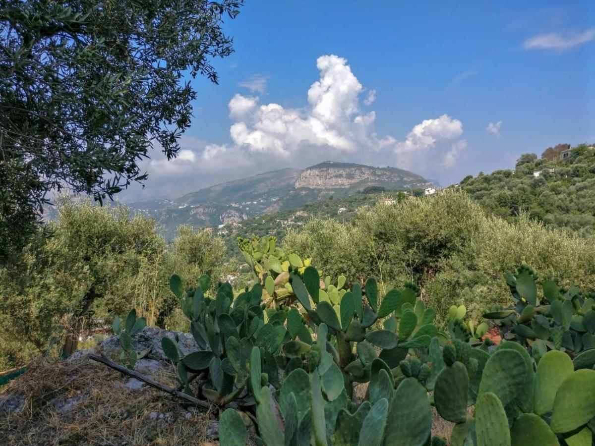 Gli Ulivi Agriturismo サンタニェッロ エクステリア 写真